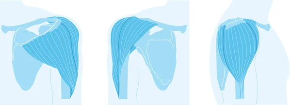 Deltoid Muscle Shoulder Blue Version — Stock Photo, Image