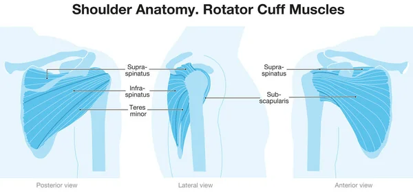 Schouderanatomie Rotator Manchet Spieren Blauwe Versie Etiketteerd — Stockfoto