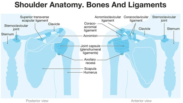 Bones Ligaments Shoulder Blue Labeled — Stock Photo, Image