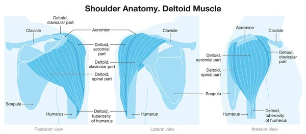 Músculo Deltóide Ombro Ilustração Vetorial — Fotografia de Stock