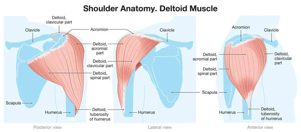 Músculo Deltóide Ombro Versão Azul Rotulado — Fotografia de Stock