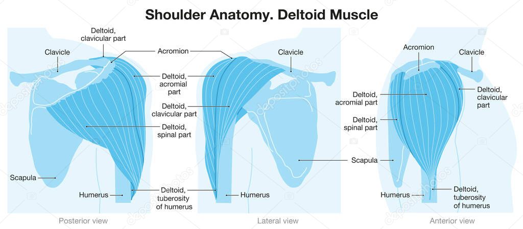 Deltoid muscle of the shoulder. Vector illustration