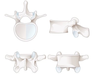 Illustration showing healthy lumbar vertebrae. Different views. Labeled illustration