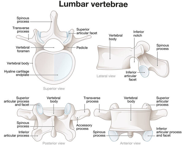 Illustration showing healthy lumbar vertebrae. Different views. Labeled illustration