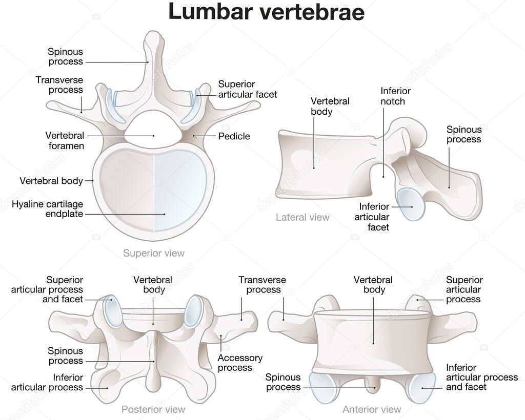 Illustration showing healthy lumbar vertebrae. Different views. Labeled illustration