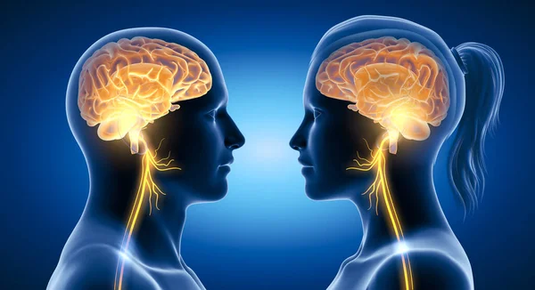 3D illustration showing active brain and energetic vagus nerve (tenth cranial nerve or CN X) 