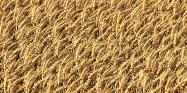 Wheat field as background — Stock Photo, Image