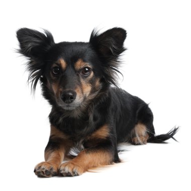 küçük bir köpek farkında seyir