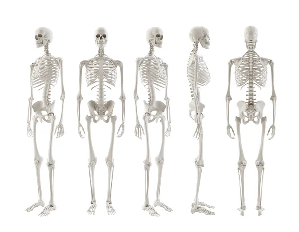 Skeleton ommekeer — Stockfoto