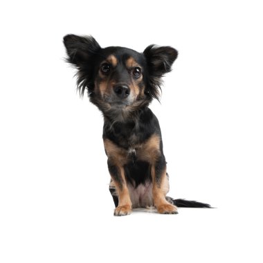 küçük köpek görünümlü mercek