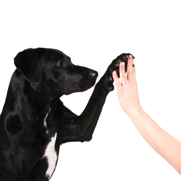 Perro alto cinco — Foto de Stock