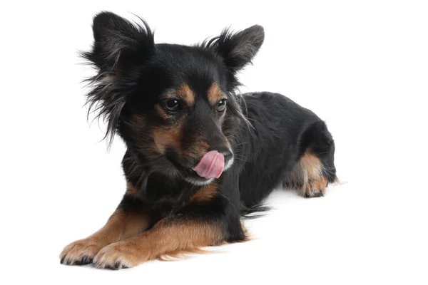 Pequeño perro lamiendo lengua —  Fotos de Stock