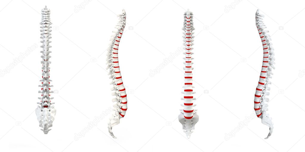 Human Spine turnaround