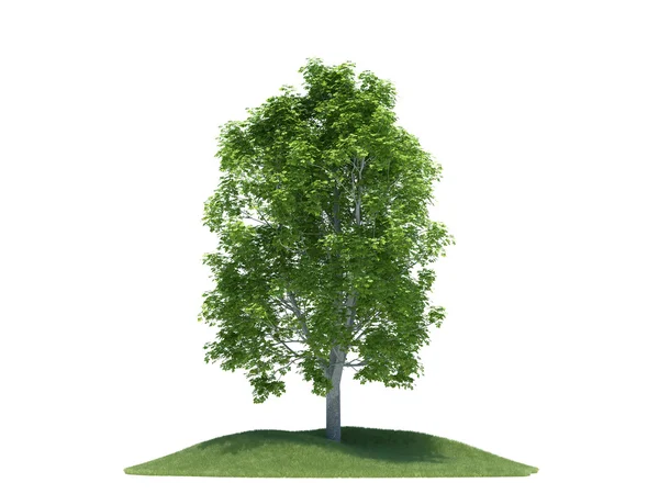 Tree with small gras hill — Stock Photo, Image