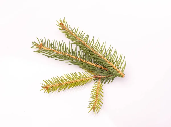 Pine, fir, spruce branches, isolated, top view. Coniferous trees twigs on a white background. Christmas decorations. — ストック写真