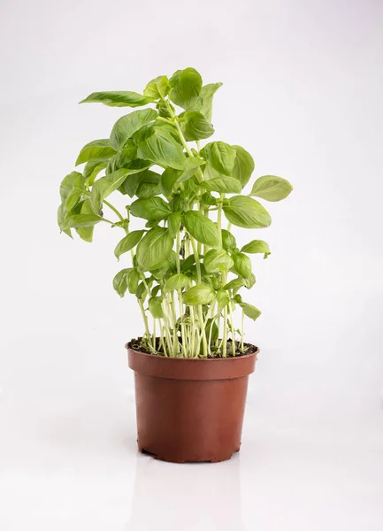 Zöld bazsalikom növény egy edényben, izolálva. Friss gyógynövények egy konténerben, fehér háttérrel. Csomagolt fénykép másolási hellyel. Stock Kép