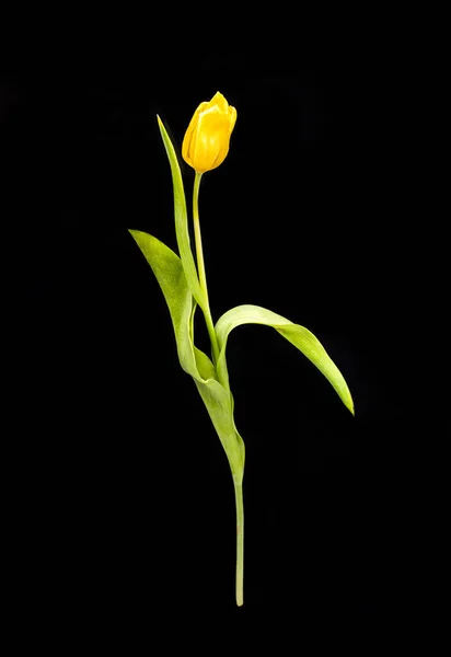 Tulipano Giallo Singolo Fondo Nero Bellissimo Fiore Fiorito Vista Verticale — Foto Stock