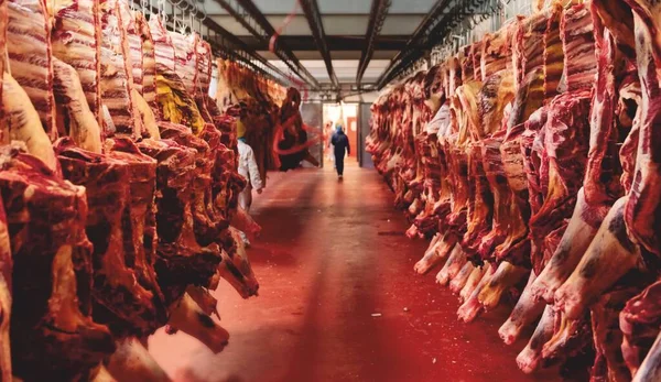 Beef half carcasses hanging on hooks in the slaughterhouse. Meat processing plant, cutting meat, horizontal view.