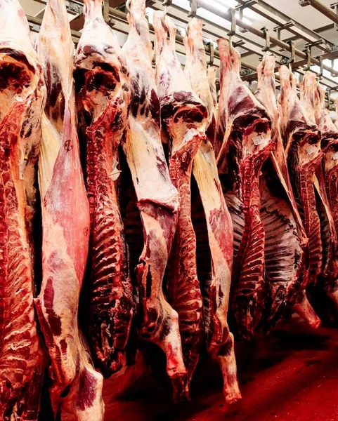 Beef half carcasses hanging on hooks in the slaughterhouse. Meat processing plant, cutting meat, vertical view.