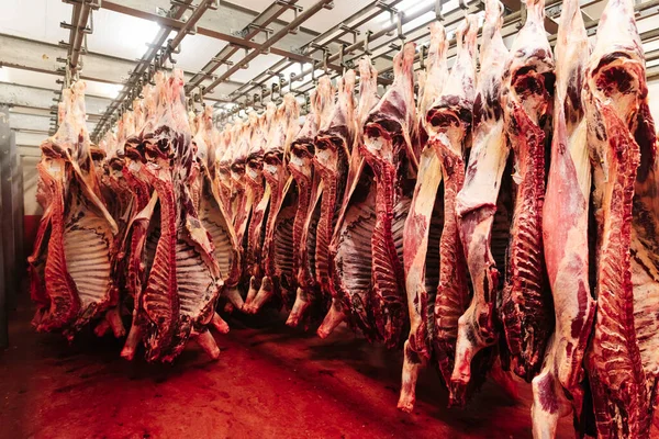 Beef half carcasses hanging on hooks in the slaughterhouse. Meat processing plant, cutting meat, horizontal view.