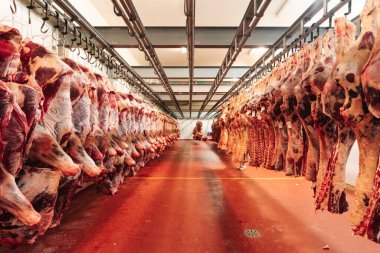 Beef half carcasses hanging on hooks in the slaughterhouse. Meat processing plant, cutting meat, horizontal view.
