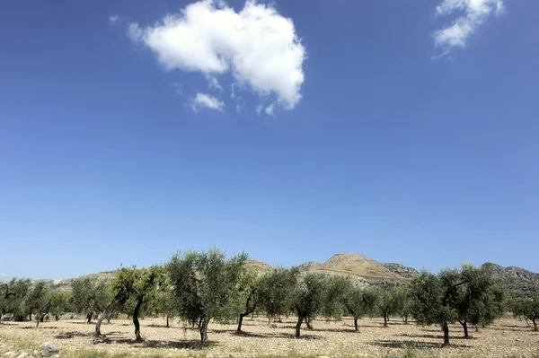 Gargano, Italië — Stockfoto