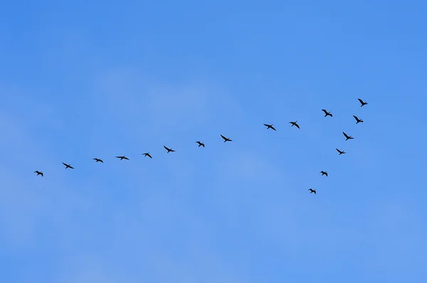Birds in the sky Royalty Free Stock Photos