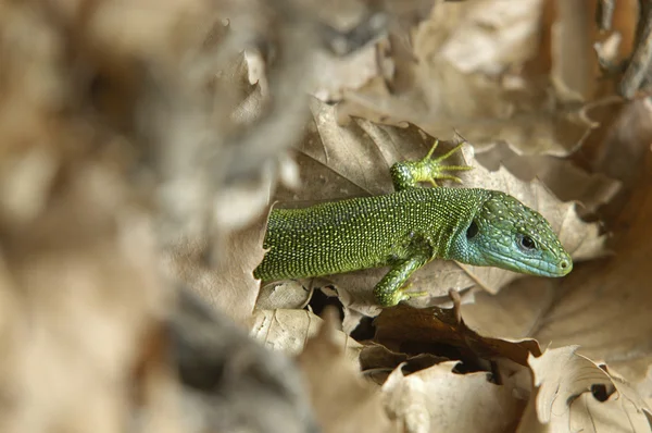 Grüne Eidechse — Stockfoto