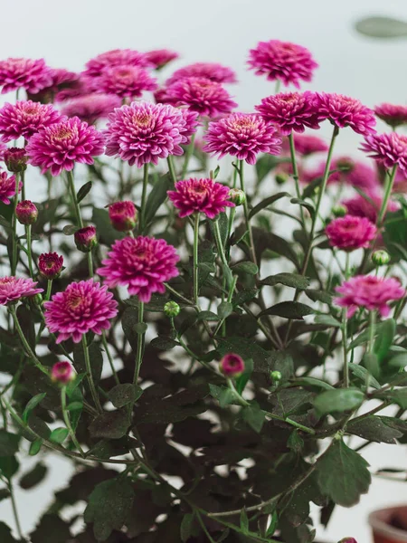 Gyönyörű Rózsaszín Őszi Virágok Krizantém Pot Ablak Szelektív Fókusz Poszter — Stock Fotó