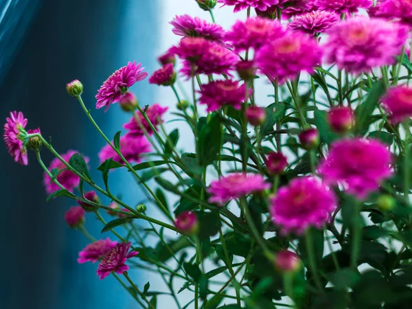 美しいピンクの秋の花菊ポットウィンドウの選択的なフォーカスポスター 都市空間ホーム植物園芸アパート内装ミニマリストスタイル 植物リビングルームのデザインを開花 — ストック写真