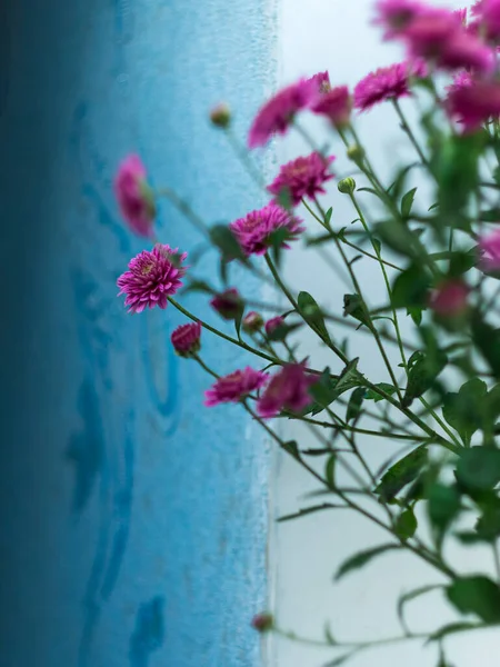 美しいピンクの秋の花菊ポットウィンドウの選択的なフォーカスポスター 都市空間ホーム植物園芸アパート内装ミニマリストスタイル 植物リビングルームのデザインを開花 — ストック写真