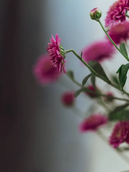 美丽的粉色秋花菊花壶窗精选焦点招贴画 城市家庭种植园艺公寓室内装饰简约风格 盛开的植物客厅设计 — 图库照片