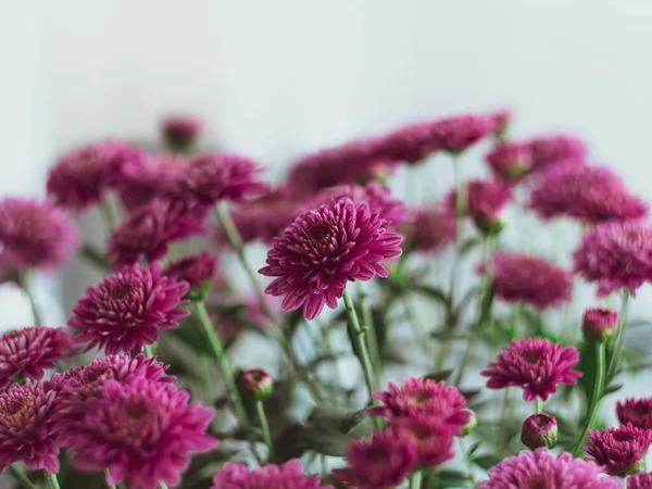 สวยงามดอกไม ใบไม วงส ชมพ Chrysanthemums างหม อโปสเตอร โฟก สเล องบ — ภาพถ่ายสต็อก