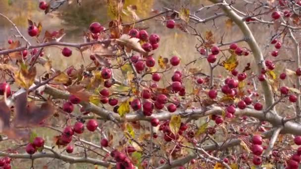 野生のミッドランドや英語のサンザシ ウッドランドのサンザシ またはメイフラワーのクラテガスは 山で成長するブッシュの枝に赤い果実を残しました 健康な薬用植物 — ストック動画