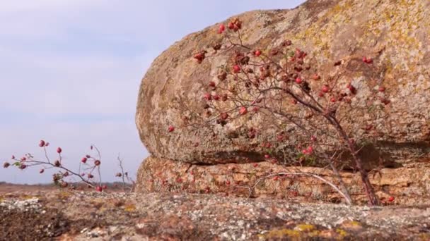 Κλαδιά Τριανταφυλλιάς Ένα Θάμνο Που Μεγαλώνει Στο Βουνό Φρέσκα Ώριμα — Αρχείο Βίντεο