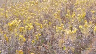 Dağdaki vahşi sarı çiçekleri. Güzel bir sonbahar çayırı, kır çiçekleri ve taştan mezar tepesinde rüzgarda sallanan otlarla. Doğal çiçeklenme tesisleri 4K arka planını kapatır.