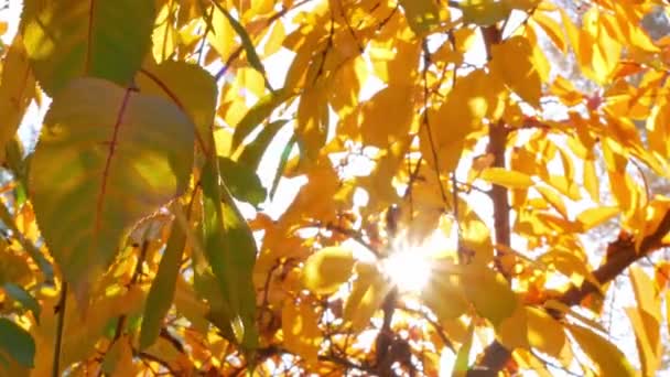 秋の公園の陽射しで木々の上を揺れる黄色の紅葉 Cinmatic Collecturalフッテージ 黄金の秋の森の葉の自然とともに太陽のフレア鮮やかなオレンジ色の季節の庭のスクリーンセーバー — ストック動画