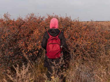 Sırt çantalı gezgin kadın yürüyüş yolunda yürüyor mavi gökyüzü manzarası. Mavi böğürtlenli yabani çalılıklarda pembe kapüşonlu kız. Aktif sağlıklı yaşam tarzı Solo Seyahat.