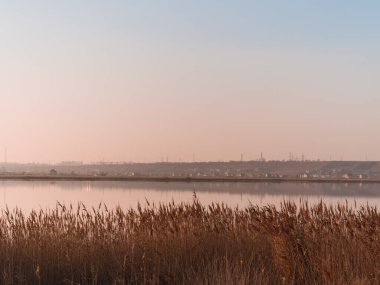 Mor mavi günbatımı arka planında tüylü altın kamışlar. Moda olan doğal kırmızı pampalar ot botanik poster duvar kağıdı tasarımı. Akşam gölü suyunda kuru kamış. Güzel sonbahar doğası sakin hava.