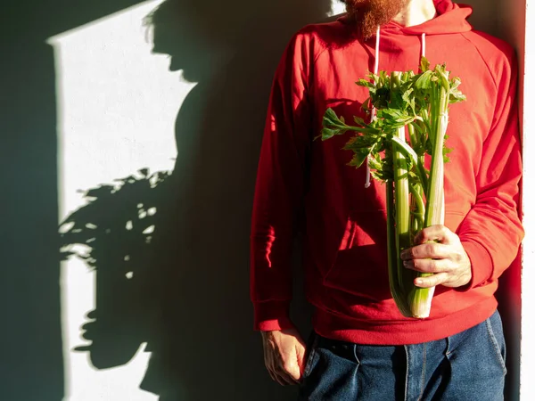 Bearded man in red hoody holds fresh green celery in hand harsh shadow. Vegetable gathering Healthy lifestyle raw greenery vegan food grocery shopping. Nutritionist occupation Farmer garden harvesting