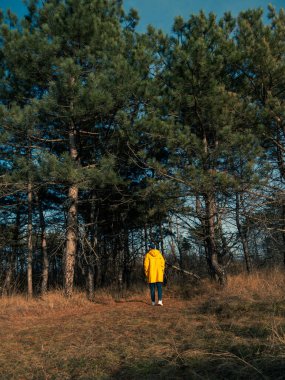 Traveler man in yellow coat walking in fall pine forest sunny weather back view faceless. Authentic male tourist lifestyle. Hipster guy outdoor Solo travel adventure concept Active walking backpacking