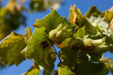 Çiftlik bahçesinde olgun fındıklar. Organik eko fındık ağacı. Evin arka bahçesinde fındık yetiştiriyor. Zayıflama diyeti için diyet fiber protein vitamin kaynağı. Bahçe işleri sağlıklı yiyecekler yiyor..