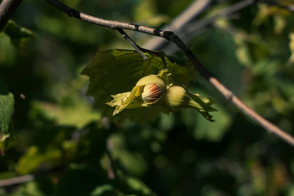 Zralé Lískové Oříšky Větvi Zahradě Ekologický Lískový Strom Pěstování Ořechů — Stock fotografie