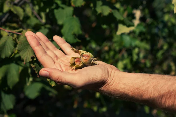 Ripe Hazelnuts Gardener Hand Organic Eco Hazel Tree Branch Farm — Stock Photo, Image