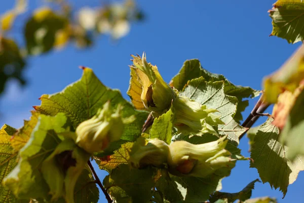Çiftlik bahçesinde olgun fındıklar. Organik eko fındık ağacı. Evin arka bahçesinde fındık yetiştiriyor. Zayıflama diyeti için diyet fiber protein vitamin kaynağı. Bahçe işleri sağlıklı yiyecekler yiyor..