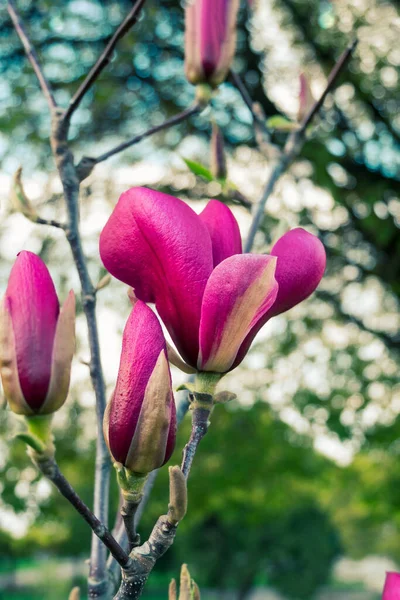 Rama Árbol Magnolia Con Flores Rosa Púrpura Cerca Primavera Jardín —  Fotos de Stock