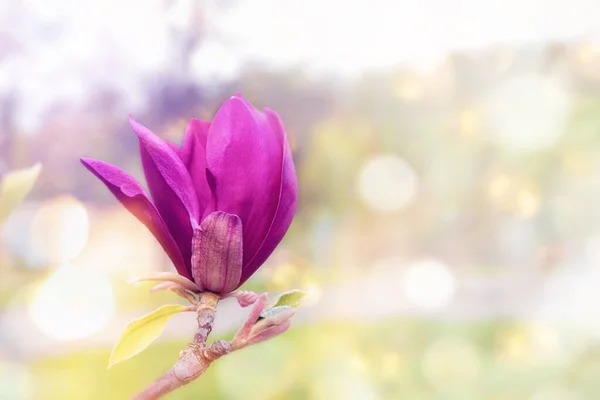 Pembe Mor Çiçekli Manolya Ağacı Dalı Baharda Kapanıyor Bulanık Bokeh — Stok fotoğraf