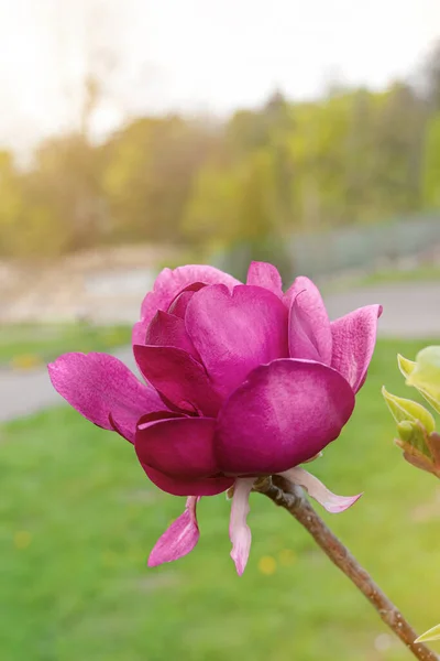 Magnolia Tree Branch Pink Purple Flowers Close Garden Spring Time — Stock Photo, Image