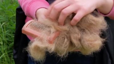 Köpeğin paltosunu tarayıp kızın açık havada kapalı kapılar ardında evcil hayvan araması. Kuaför aletleriyle köpek kılı, hasarlı kürk çıkarma, tüylü yavru köpekleri fırçalama. Mevsim aşırı köpek saçı kaybı bakımı