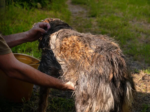 Man washes brushes dog with comb backyard. Pet taking bath against fleas ticks. Combing wet long fur animal. Thick coated doggy in summer heat.Damaged dog hair removal Excess seasonal canine hair loss